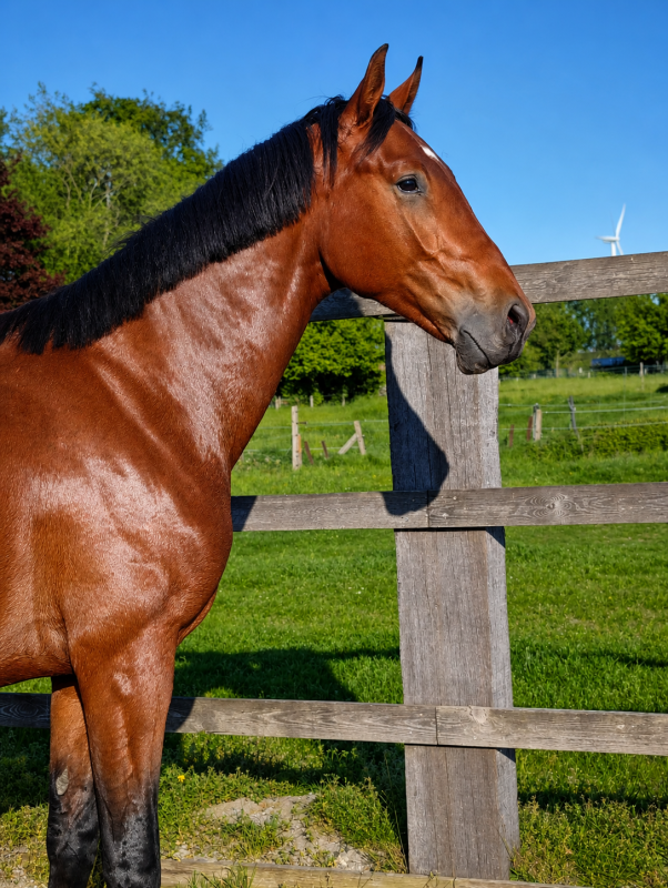 Vente de cheval : Valentino de Goldy